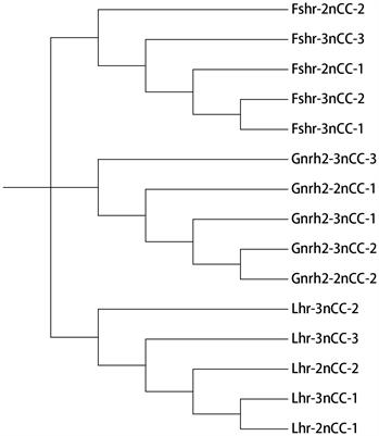 Expression and localization of HPG axis-related genes in Carassius auratus with different ploidy